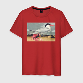 Мужская футболка хлопок с принтом Cayenne Tern (Чайка и краб) в Санкт-Петербурге, 100% хлопок | прямой крой, круглый вырез горловины, длина до линии бедер, слегка спущенное плечо. | абстракция | винтаж | животные | картина | классика | краб | красный | крачка | портрет | природа | птицы | фауна | чайка
