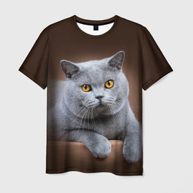 Мужская футболка 3D с принтом Британский кот в Кировске, 100% полиэфир | прямой крой, круглый вырез горловины, длина до линии бедер | british cat | английская кошка | британец | британская вислоухая кошка | британская кошка | британский кот | вислоухий британец | вислоухий котенок британец | кот британец | котенок британец