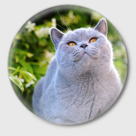 Значок с принтом Английская кошка в Новосибирске,  металл | круглая форма, металлическая застежка в виде булавки | Тематика изображения на принте: 