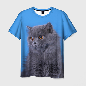 Мужская футболка 3D с принтом Британская длинношерстная кошка в Екатеринбурге, 100% полиэфир | прямой крой, круглый вырез горловины, длина до линии бедер | british cat | английская кошка | британец | британская вислоухая кошка | британская кошка | британский кот | вислоухий британец | вислоухий котенок британец | кот британец | котенок британец