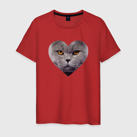 Мужская футболка хлопок с принтом Британский кот сердце в Екатеринбурге, 100% хлопок | прямой крой, круглый вырез горловины, длина до линии бедер, слегка спущенное плечо. | Тематика изображения на принте: british cat | английская кошка | британец | британская вислоухая кошка | британская кошка | британский кот | вислоухий британец | вислоухий котенок британец | кот британец | котенок британец