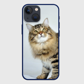 Чехол для iPhone 13 mini с принтом Сибирский полосатый кот в Курске,  |  | Тематика изображения на принте: 