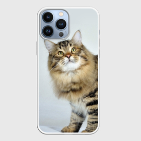 Чехол для iPhone 13 Pro Max с принтом Сибирский полосатый кот в Курске,  |  | Тематика изображения на принте: 
