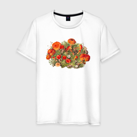 Мужская футболка хлопок с принтом Study of Mushrooms в Петрозаводске, 100% хлопок | прямой крой, круглый вырез горловины, длина до линии бедер, слегка спущенное плечо. | ботаника | винтаж | грибы | картина | классика | книга | минимализм | природа | флора | цветы