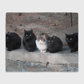 Плед 3D с принтом Белая кошечка в компании черных котов в Белгороде, 100% полиэстер | закругленные углы, все края обработаны. Ткань не мнется и не растягивается | Тематика изображения на принте: 
