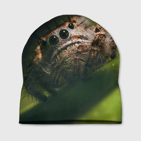 Шапка 3D с принтом Настоящий монстр в Белгороде, 100% полиэстер | универсальный размер, печать по всей поверхности изделия | arachnid | horror | арахнид | взгляд | глаза | зеленый | лес | монстр | насекомое | паук | природа | ужас | фобия | хоррор | чудовище