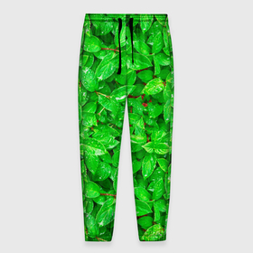 Мужские брюки 3D с принтом Зелёные листья   текстура в Тюмени, 100% полиэстер | манжеты по низу, эластичный пояс регулируется шнурком, по бокам два кармана без застежек, внутренняя часть кармана из мелкой сетки | зелёные | лето | листья | паттерн | текстура