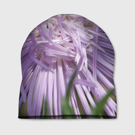 Шапка 3D с принтом Астра в стиле хаос в Белгороде, 100% полиэстер | универсальный размер, печать по всей поверхности изделия | астра | беспорядок | дача | игла | лепесток | лето | природа | растение | тонкий | участок | фазенда | фиолетовый | хоас | цветение | цветовод | цветоводство | цветок | цветы