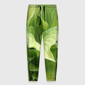 Мужские брюки 3D с принтом Зеленые листья после дождя в Белгороде, 100% полиэстер | манжеты по низу, эластичный пояс регулируется шнурком, по бокам два кармана без застежек, внутренняя часть кармана из мелкой сетки | абстракция | вода | дача | дождь | зеленая | зеленый | изгиб | камуфляж | капля | лето | лист | листок | листья | маскировка | природа | растение | участок | фазенда | цветовод | цветоводство