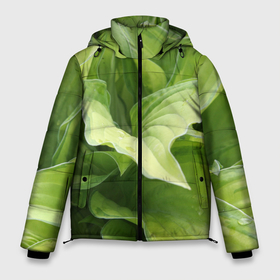 Мужская зимняя куртка 3D с принтом Зеленые листья после дождя , верх — 100% полиэстер; подкладка — 100% полиэстер; утеплитель — 100% полиэстер | длина ниже бедра, свободный силуэт Оверсайз. Есть воротник-стойка, отстегивающийся капюшон и ветрозащитная планка. 

Боковые карманы с листочкой на кнопках и внутренний карман на молнии. | Тематика изображения на принте: абстракция | вода | дача | дождь | зеленая | зеленый | изгиб | камуфляж | капля | лето | лист | листок | листья | маскировка | природа | растение | участок | фазенда | цветовод | цветоводство
