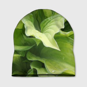 Шапка 3D с принтом Зеленые листья после дождя в Екатеринбурге, 100% полиэстер | универсальный размер, печать по всей поверхности изделия | абстракция | вода | дача | дождь | зеленая | зеленый | изгиб | камуфляж | капля | лето | лист | листок | листья | маскировка | природа | растение | участок | фазенда | цветовод | цветоводство