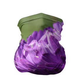 Бандана-труба 3D с принтом Фиолетовая астра в Белгороде, 100% полиэстер, ткань с особыми свойствами — Activecool | плотность 150‒180 г/м2; хорошо тянется, но сохраняет форму | астра | дача | красота | лепесток | лето | огород | природа | растение | участок | фазенда | фиолет | фиолетовый | цветение | цветовод | цветоводство | цветок | цветы