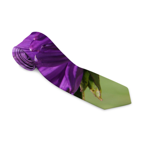 Галстук 3D с принтом Фиолетовая астра в Белгороде, 100% полиэстер | Длина 148 см; Плотность 150-180 г/м2 | астра | дача | красота | лепесток | лето | огород | природа | растение | участок | фазенда | фиолет | фиолетовый | цветение | цветовод | цветоводство | цветок | цветы