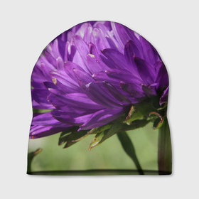 Шапка 3D с принтом Фиолетовая астра в Белгороде, 100% полиэстер | универсальный размер, печать по всей поверхности изделия | астра | дача | красота | лепесток | лето | огород | природа | растение | участок | фазенда | фиолет | фиолетовый | цветение | цветовод | цветоводство | цветок | цветы