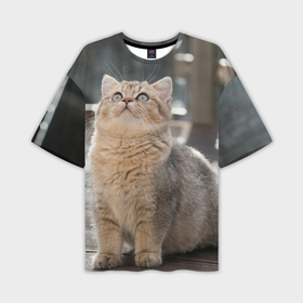 Мужская футболка oversize 3D с принтом Британская короткошёрстная кошка смотрит вверх в Санкт-Петербурге,  |  | 