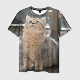 Мужская футболка 3D с принтом Британская короткошёрстная кошка смотрит вверх в Санкт-Петербурге, 100% полиэфир | прямой крой, круглый вырез горловины, длина до линии бедер | 