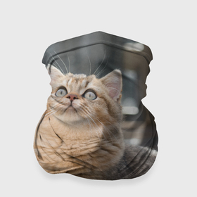 Бандана-труба 3D с принтом Британская короткошёрстная кошка смотрит вверх в Санкт-Петербурге, 100% полиэстер, ткань с особыми свойствами — Activecool | плотность 150‒180 г/м2; хорошо тянется, но сохраняет форму | 