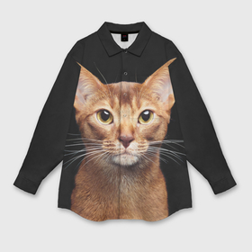Мужская рубашка oversize 3D с принтом Молодая абиссинская кошечка в Курске,  |  | абиссин | абиссинская | кот | котёнок | коты | котята | кошка | кошки