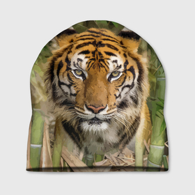 Шапка 3D с принтом Матёрый тигр в зарослях бамбука , 100% полиэстер | универсальный размер, печать по всей поверхности изделия | eyes | jungle | moustache | muzzle | nose | skin | tiger | глаза | джунгли | нос | тигр | усы
