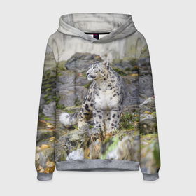 Мужская толстовка 3D с принтом Снежный барс среди скал в Тюмени, 100% полиэстер | двухслойный капюшон со шнурком для регулировки, мягкие манжеты на рукавах и по низу толстовки, спереди карман-кенгуру с мягким внутренним слоем. | Тематика изображения на принте: mountains | muzzle | nature | paws | rocks | snow leopard | tail | барс | горы | камни | лапы | природа | скалы | хвост