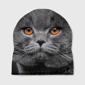 Шапка 3D с принтом Британский серый кот в Новосибирске, 100% полиэстер | универсальный размер, печать по всей поверхности изделия | Тематика изображения на принте: british | cat | cats | kitty | британская | британская серая | британские | британский | кот | котёнок | котик | котята | кошечка | кошка | серый кот