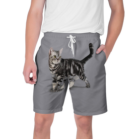 Мужские шорты 3D с принтом Британская мраморная кошечка в Екатеринбурге,  полиэстер 100% | прямой крой, два кармана без застежек по бокам. Мягкая трикотажная резинка на поясе, внутри которой широкие завязки. Длина чуть выше колен | Тематика изображения на принте: british | cat | cats | kitty | британская | британская мраморная | британские | британский | кот | котёнок | котик | котята | кошечка | кошка | серый кот