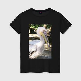 Женская футболка хлопок с принтом Пеликан в природе в Курске, 100% хлопок | прямой крой, круглый вырез горловины, длина до линии бедер, слегка спущенное плечо | 