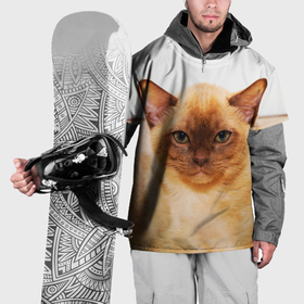 Накидка на куртку 3D с принтом Бурманский котёнок , 100% полиэстер |  | 
