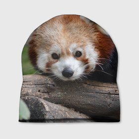 Шапка 3D с принтом Красная панда в Кировске, 100% полиэстер | универсальный размер, печать по всей поверхности изделия | 