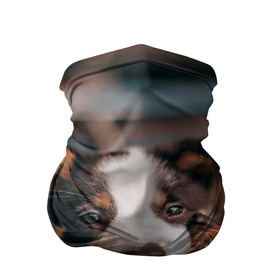Бандана-труба 3D с принтом Милого щенка целует собачка в Курске, 100% полиэстер, ткань с особыми свойствами — Activecool | плотность 150‒180 г/м2; хорошо тянется, но сохраняет форму | Тематика изображения на принте: 