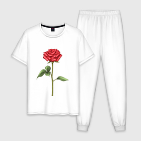 Мужская пижама хлопок с принтом Роза красная в Курске, 100% хлопок | брюки и футболка прямого кроя, без карманов, на брюках мягкая резинка на поясе и по низу штанин
 | 