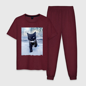 Мужская пижама хлопок с принтом Милый котёнок узнал  о Новом Годе в Новосибирске, 100% хлопок | брюки и футболка прямого кроя, без карманов, на брюках мягкая резинка на поясе и по низу штанин
 | 
