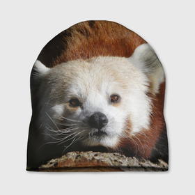 Шапка 3D с принтом Красная панда ждёт , 100% полиэстер | универсальный размер, печать по всей поверхности изделия | 