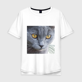 Мужская футболка хлопок Oversize с принтом Усатый котик в Белгороде, 100% хлопок | свободный крой, круглый ворот, “спинка” длиннее передней части | 