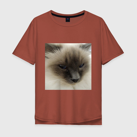 Мужская футболка хлопок Oversize с принтом Пушистая балинезийская кошка в Санкт-Петербурге, 100% хлопок | свободный крой, круглый ворот, “спинка” длиннее передней части | 