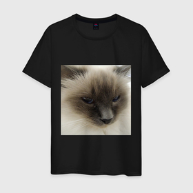 Мужская футболка хлопок с принтом Пушистая балинезийская кошка в Петрозаводске, 100% хлопок | прямой крой, круглый вырез горловины, длина до линии бедер, слегка спущенное плечо. | 