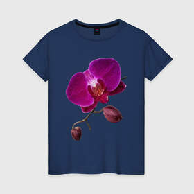 Женская футболка хлопок с принтом орхидея фаленопсис в Екатеринбурге, 100% хлопок | прямой крой, круглый вырез горловины, длина до линии бедер, слегка спущенное плечо | 