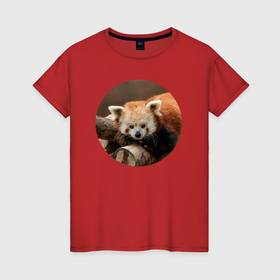 Женская футболка хлопок с принтом Красивая красная панда , 100% хлопок | прямой крой, круглый вырез горловины, длина до линии бедер, слегка спущенное плечо | 