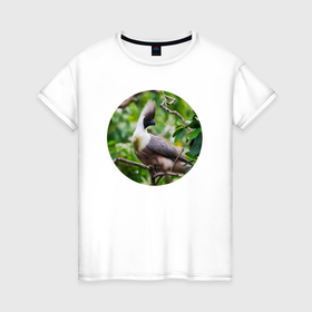 Женская футболка хлопок с принтом Гологорлый бананоед в Санкт-Петербурге, 100% хлопок | прямой крой, круглый вырез горловины, длина до линии бедер, слегка спущенное плечо | 