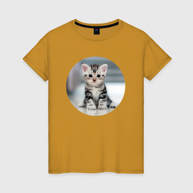 Женская футболка хлопок с принтом Котёнок сидит в Екатеринбурге, 100% хлопок | прямой крой, круглый вырез горловины, длина до линии бедер, слегка спущенное плечо | 
