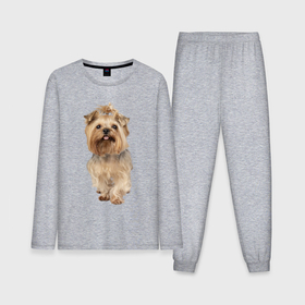 Мужская пижама с лонгсливом хлопок с принтом Йоркширский терьер собака ,  |  | 