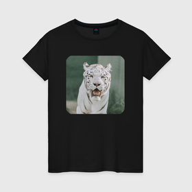 Женская футболка хлопок с принтом Белый сонный тигр в Новосибирске, 100% хлопок | прямой крой, круглый вырез горловины, длина до линии бедер, слегка спущенное плечо | 