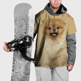 Накидка на куртку 3D с принтом Померанский шпиц собака , 100% полиэстер |  | 