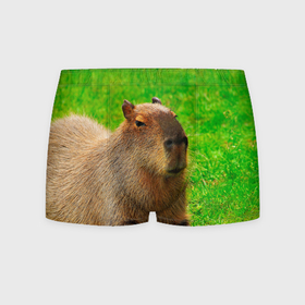 Мужские трусы 3D с принтом Capybara on grass в Белгороде, 50% хлопок, 50% полиэстер | классическая посадка, на поясе мягкая тканевая резинка | Тематика изображения на принте: 