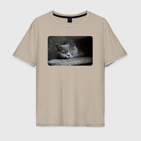 Мужская футболка хлопок Oversize с принтом Британская короткошёрстная кошка в Тюмени, 100% хлопок | свободный крой, круглый ворот, “спинка” длиннее передней части | 