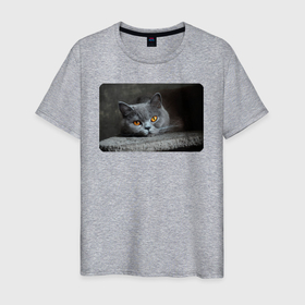 Мужская футболка хлопок с принтом Британская короткошёрстная кошка в Петрозаводске, 100% хлопок | прямой крой, круглый вырез горловины, длина до линии бедер, слегка спущенное плечо. | 