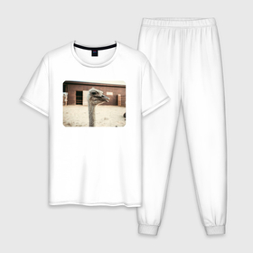 Мужская пижама хлопок с принтом Страус на ферме в Новосибирске, 100% хлопок | брюки и футболка прямого кроя, без карманов, на брюках мягкая резинка на поясе и по низу штанин
 | Тематика изображения на принте: 