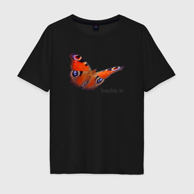 Мужская футболка хлопок Oversize с принтом Inachis io бабочка Павлиний глаз в Кировске, 100% хлопок | свободный крой, круглый ворот, “спинка” длиннее передней части | 