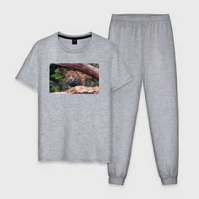 Мужская пижама хлопок с принтом Ягуар охотится в Кировске, 100% хлопок | брюки и футболка прямого кроя, без карманов, на брюках мягкая резинка на поясе и по низу штанин
 | 