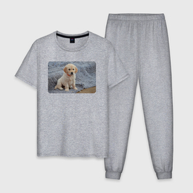 Мужская пижама хлопок с принтом Золотистый ретривер щеночек , 100% хлопок | брюки и футболка прямого кроя, без карманов, на брюках мягкая резинка на поясе и по низу штанин
 | 